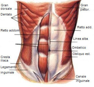 retto-delladdome-muscoli-del-core-329x304